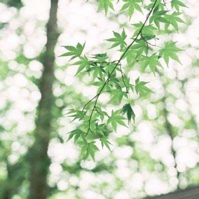 天火传说手游